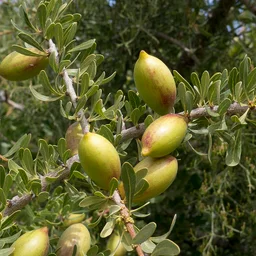 Argan oil