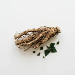 Nettle root