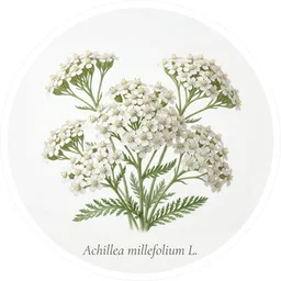 Yarrow